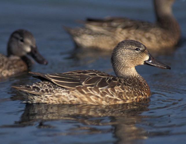 Photo of a female blue-winged teal floating on water with a few other ducks.