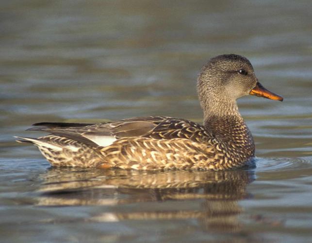 Photo of a female gadwall floating on water.
