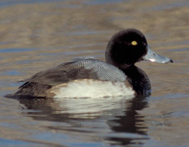 Photo of a male greater scaup floating on water.
