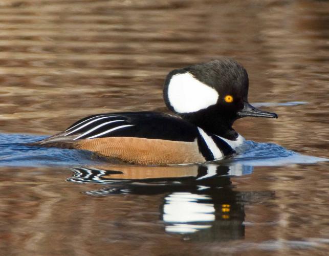 Photo of a male hooded merganser floating on water, with crest raised.