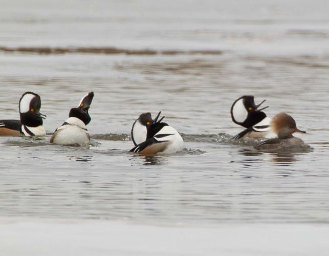 Photo of four male hooded mergansers courting a female.