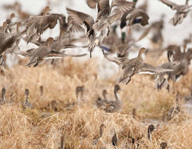 Photo of a flock of northern pintails taking flight from a grassy wetland.