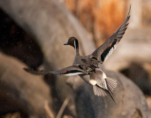 Photo of a male northern pintail in flight.