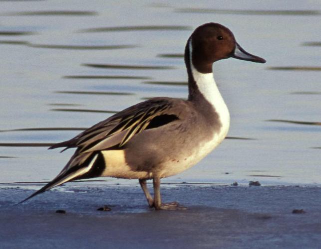 Photo of a male northern pintail standing on a shore.