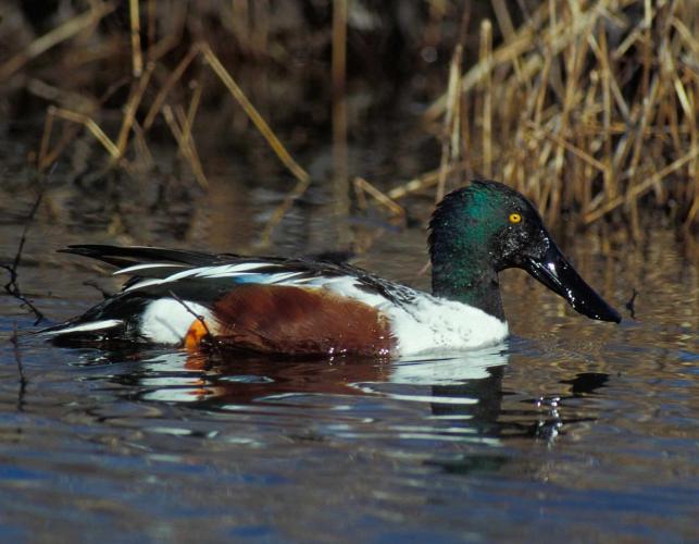 Photo of a male northern shoveler in breeding plumage floating on water.