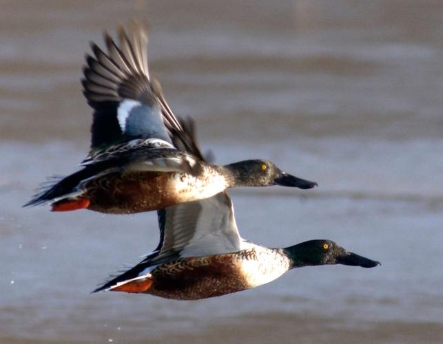 Photo of two northern shoveler males flying.