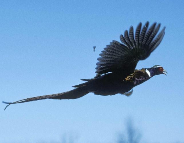 Photo of a ring-necked pheasant cock in flight.