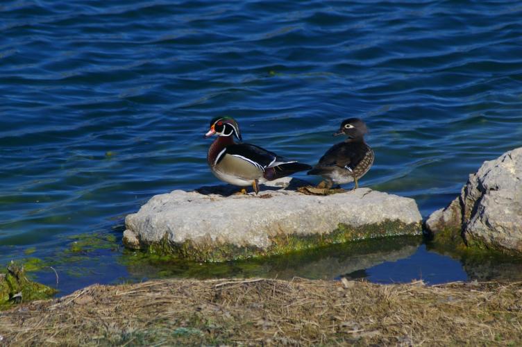 Pair of Wood Ducks in Lincoln County