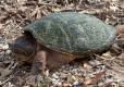 Eastern snapping turtle walking on land with algae on shell.
