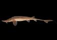 Shovelnose sturgeon side view photo with black background