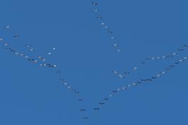 Several chevrons of snow geese fly against a blue sky at Loess Bluffs NWR