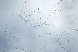Hundreds of snow geese fly across a partly cloudy sky at Loess Bluffs NWR