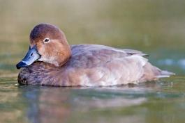 Redhead duck, female, floating on water