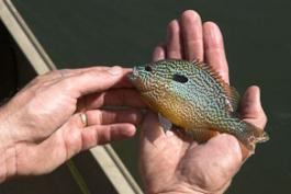An angler holds a palm-sized long-eared sunfish in his hand.