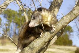 young opossum climbs a tree