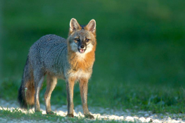 Gray fox stands on gravel with mouth open