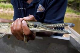 Closeup of alligator gar held in a person's hands prior to being released into water