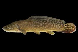 Eyetail bowfin, side view photo with black background