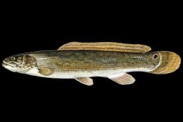 Eyetail bowfin, side view illustration with black background