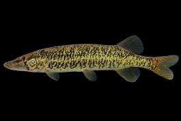 Redfin pickerel side view photo with black background