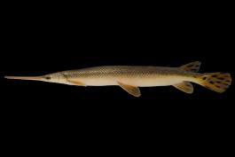 Longnose gar side view photo with black background