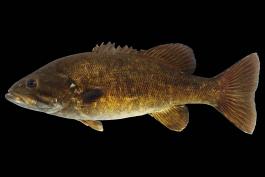 Smallmouth bass adult side view photo with black background