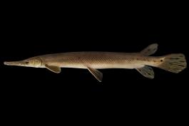 Shortnose gar side view photo with black background