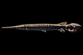 Spotted gar juvenile, side view photo with black background