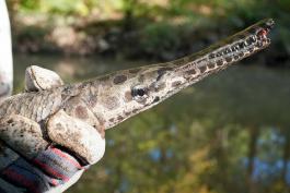 Spotted gar, closeup of head, held in a fisher’s gloved hands, at Mingo NWR