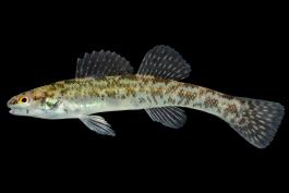 Swamp darter, pale individual, side view photo with black background