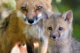 Close up of fox mother and pup