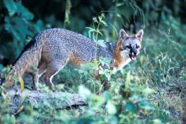 Photo of a gray fox