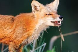 red fox with plant dangling out of its mouth