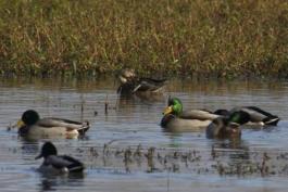 Photo of mallard flock in wetlands