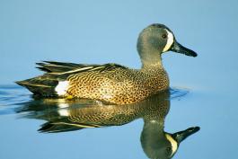 Image of blue-winged teal