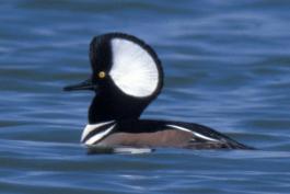 Photograph of a male Hooded Merganser swimming