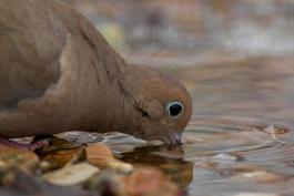 Photograph of a Mourning Dove drinking water with head down