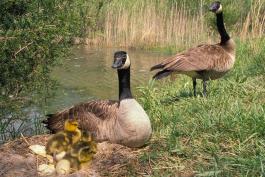 Photo of Canada geese pair with nest and goslings