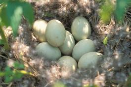 Photo of mallard nest with eggs