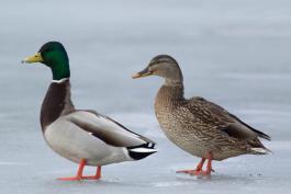 Photo of male and female mallards walking on ice
