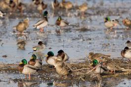 Photo of mallard flock in wetlands