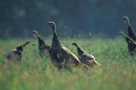 Photo of several wild turkey hen poults in grassy field
