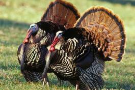 Photo of two male wild turkeys displaying