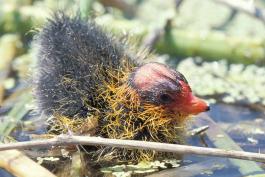 Photo of an American coot nestling.