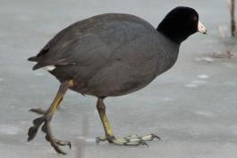 Photo of an American coot walking on ice, with lobed toes visible.