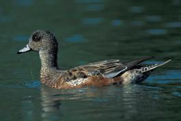 Photo of a female American wigeon floating on water.
