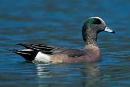 Photo of a male American wigeon floating on water.