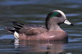Photo of a male American wigeon swimming on water.
