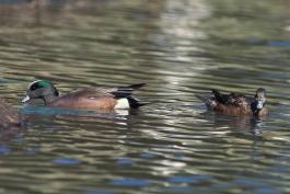 Photo of an American wigeon pair floating on a lake.