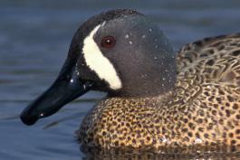 Photo of a male blue-winged teal closeup of head.